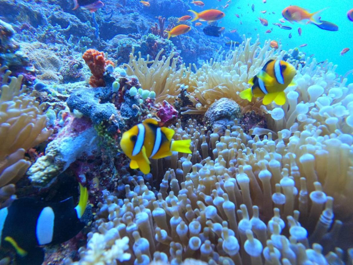 White Coral Rasdhoo Hotell Eksteriør bilde
